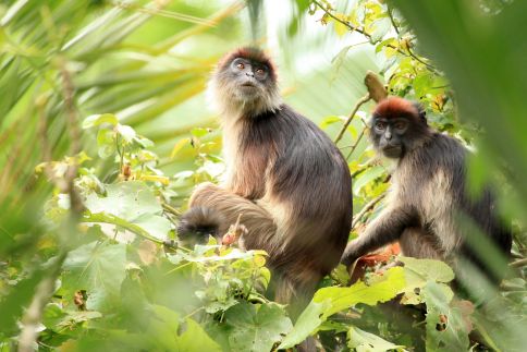 Red Colobus