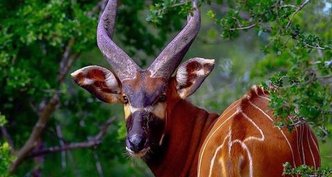 Bongo Tragelaphus eurycerus